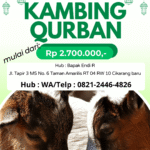 Hijau & Putih Minimalis Promosi Jual Kambing Qurban Konten Instagram_20250509_111744_0000